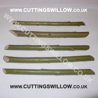 Willow Cuttings